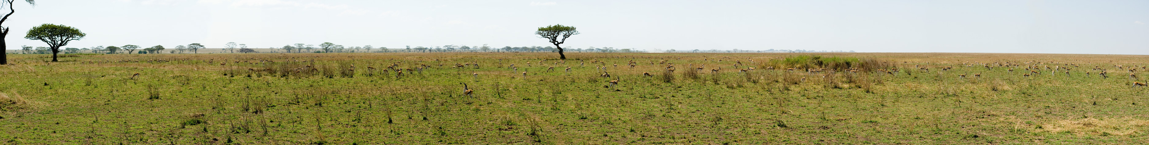 Gazelles in the
              Serengeti