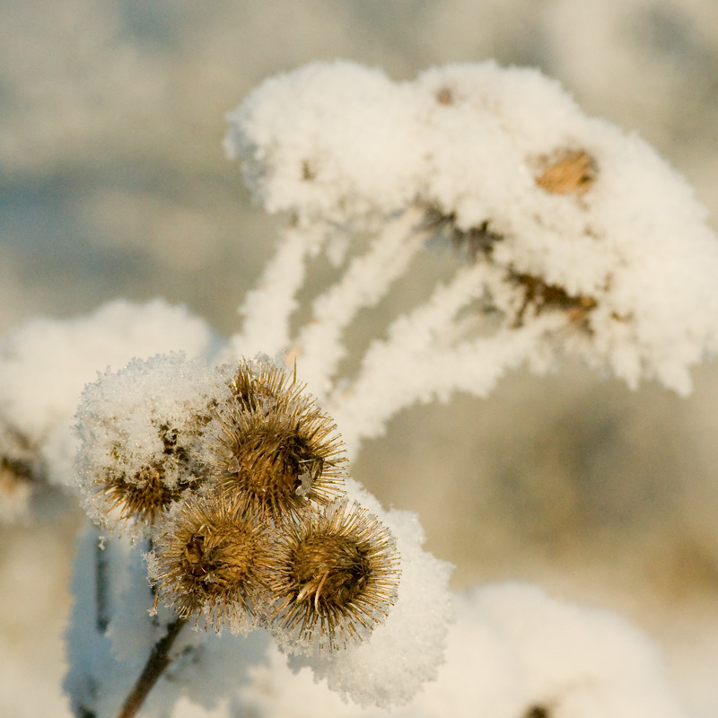 hoar-frost on thistle