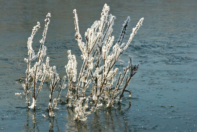 branches in ice